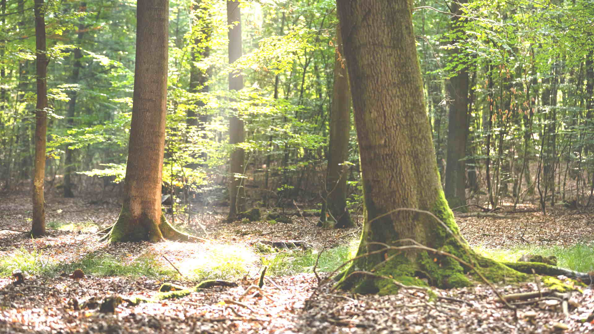 Sommerlicher Lichteinfall zwischen den bis zu 250 Jahre alten Bäumen im Dannenröder Wald.