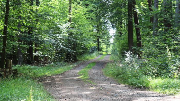 Waldweg im Dannenröder Forst.
