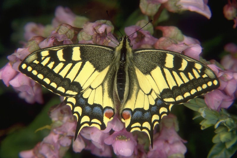 Der fertige Schmetterling: Schwalbenschwanz (Foto: Walter Schön)
