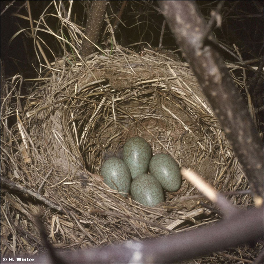 Amselnest mit vier Eiern (Foto: H. Winter)