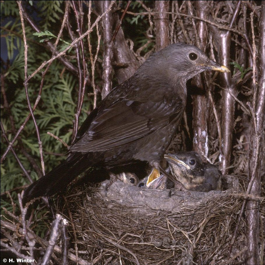Amselweibchen am Nest mit Jungen (Foto: Herwig Winter)