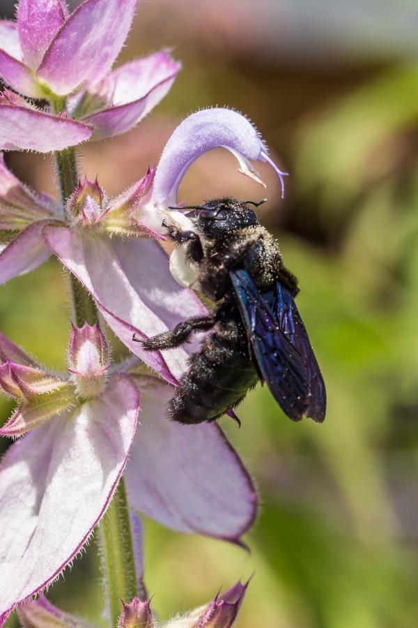 Holzbiene an Blüte mit Pollen auf dem Rücken
