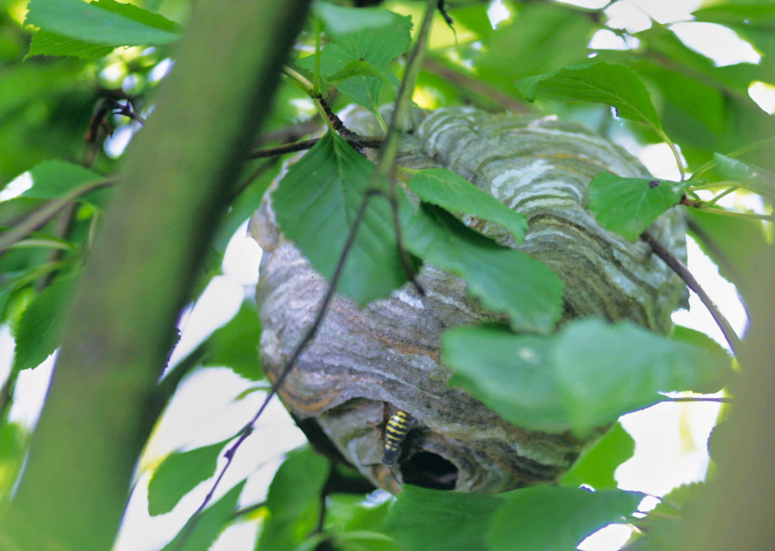 Nest der Mittleren Wespe, die stets im Freien nistet (Foto: Brigitte Martin)
