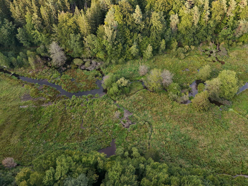 Sichtbar ist eine grüne Waldfläche mit einem Gewässer aus der Vogelperspektive, also das Ergebnis, wenn der Biber seine Umgebung aktiv und frei gestaltet  
