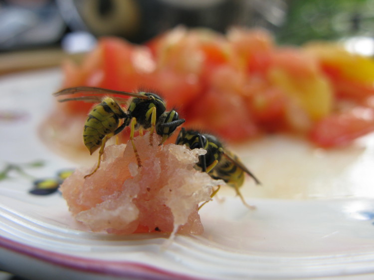 Wespen bedienen sich am Essenstisch