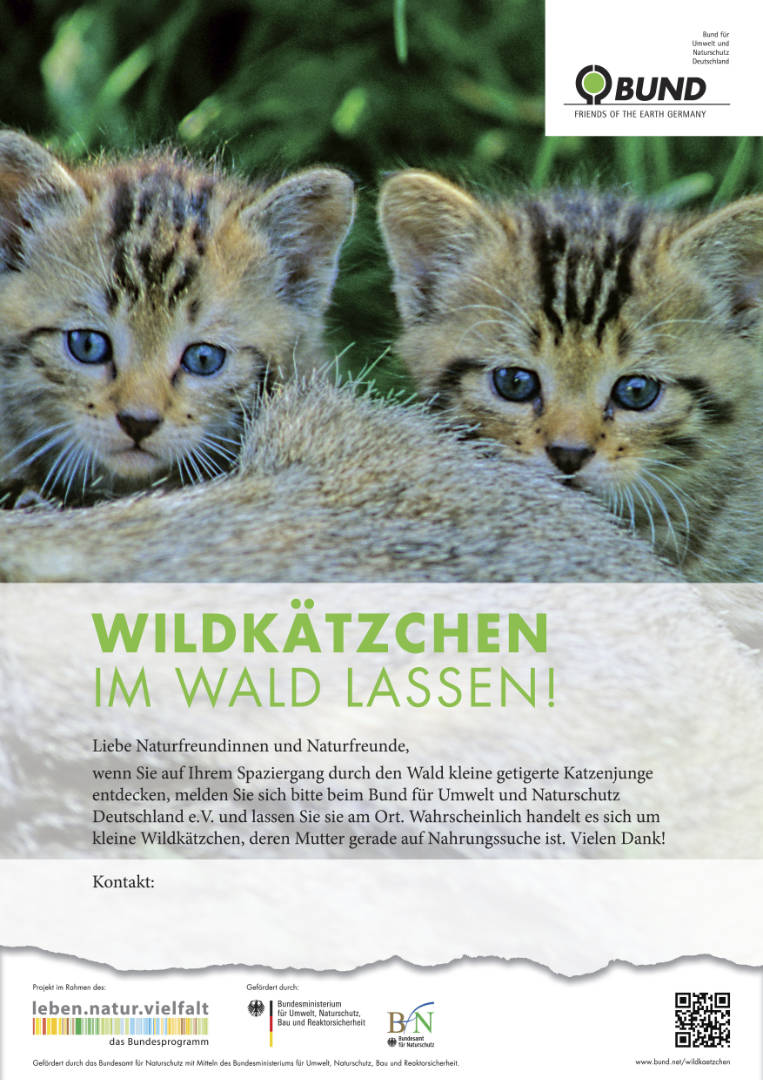 Poster: Wildkätzchen im Wald lassen