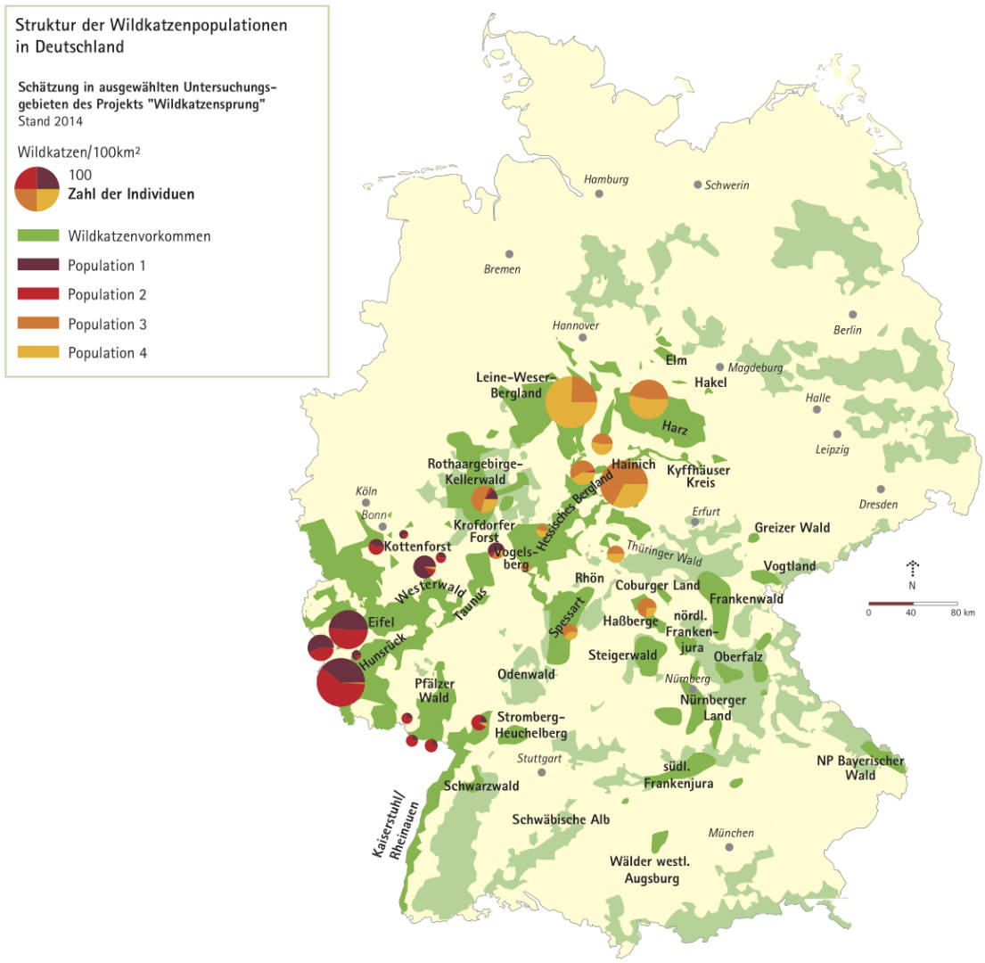 Wildkatzen in Deutschland: nachgewiesene Populationszugehörigkeit (2014)