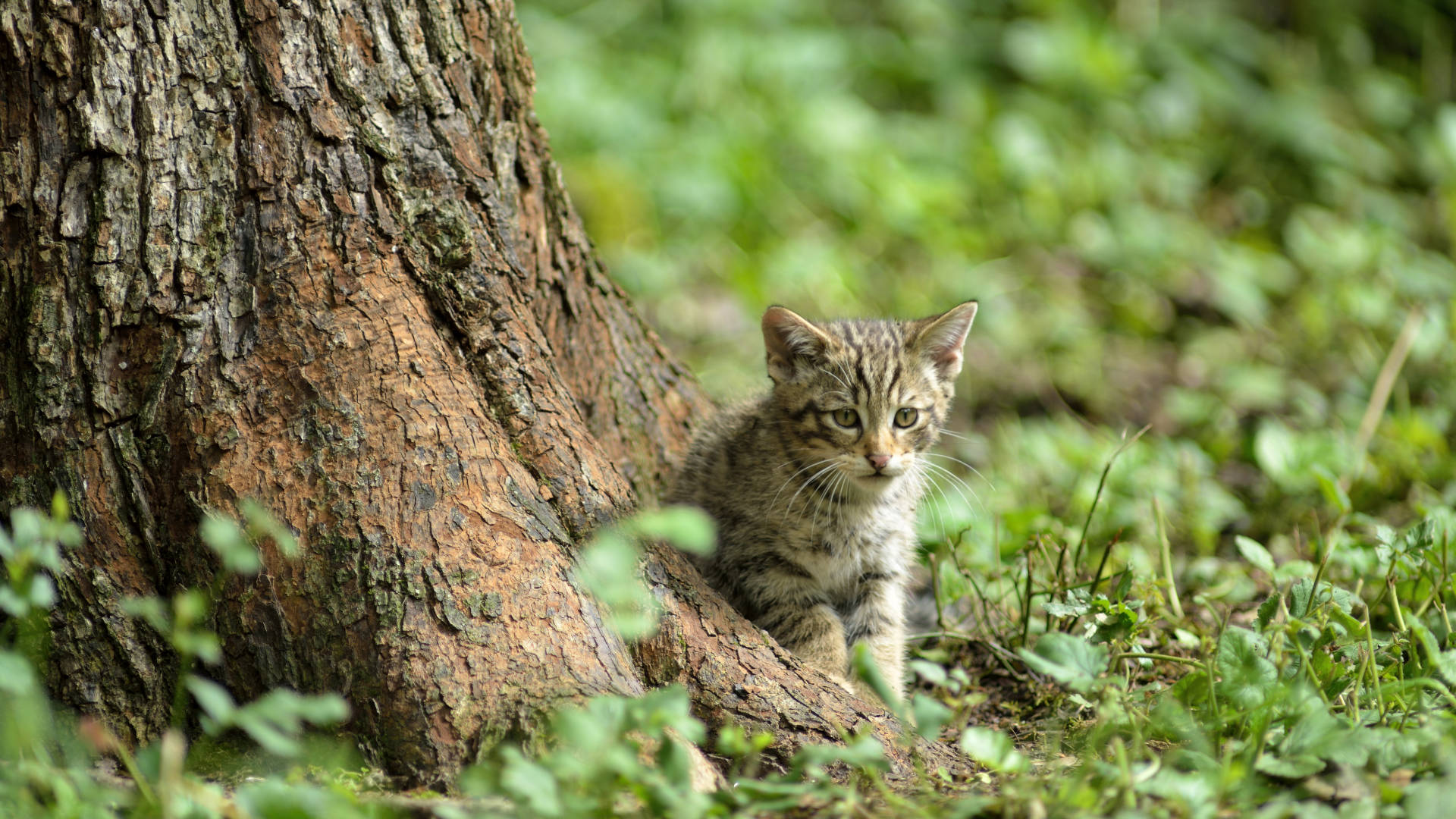 Wildkätzchen an Baum auf Wald-Boden (Foto: Thomas Stephan)