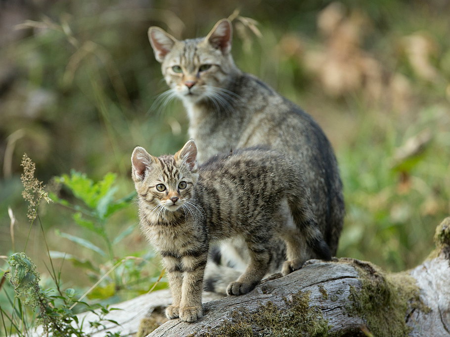 Wildkätzchen mit Katzenmutter