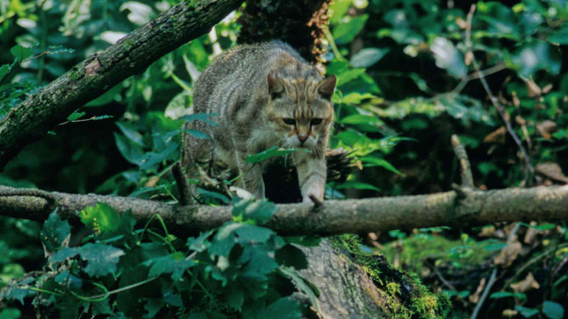 Wildkatze auf Baumstamm vor Hindernis (Foto: Thomas Stephan)
