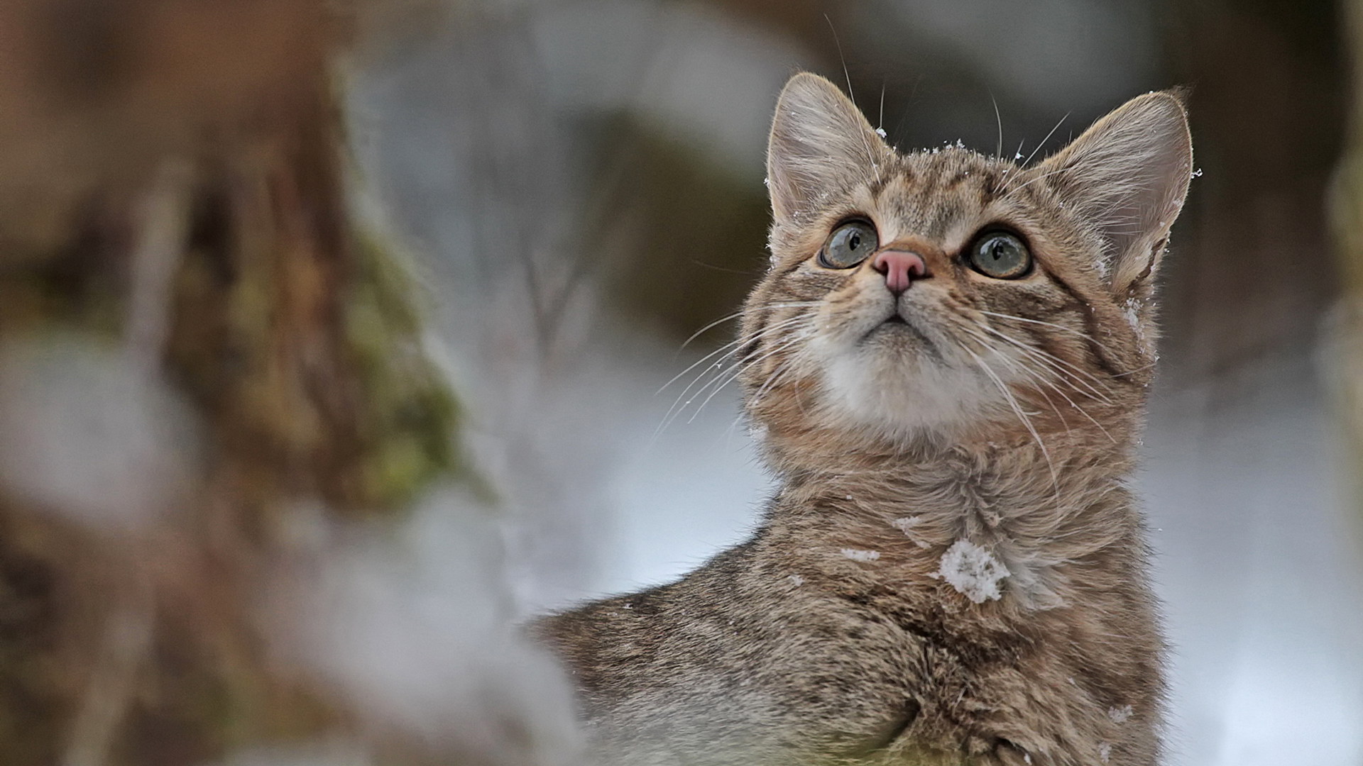 Porträt einer Wildkatze im Winterwald