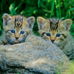 Wildkatzen, Zwei Junge (Foto: Thomas Stephan)