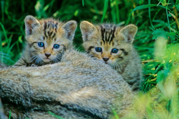 Zwei junge Wildkatzen (Foto: Thomas Stephan)