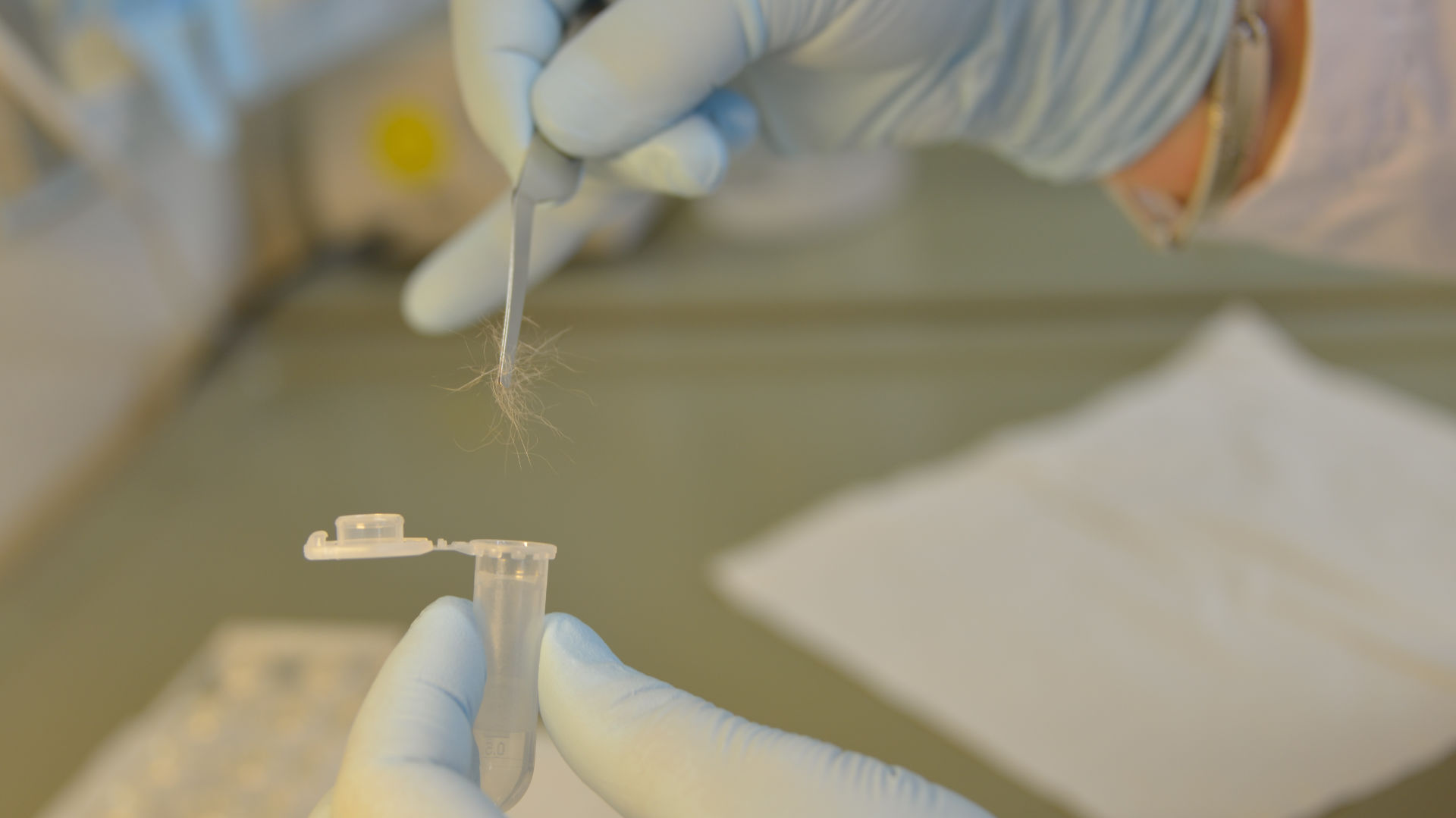 genetische Analyse von Wildkatzenhaaren, Probengefäß wird mit ausgewählten Haaren befüllt (Foto: Thomas Stephan)