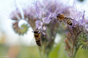 Bienen (Foto: Niko Martin)