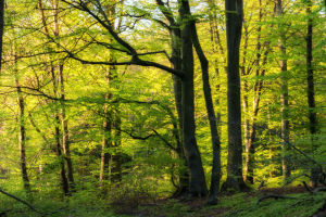 Wald in Hessen (Foto: Niko Martin)