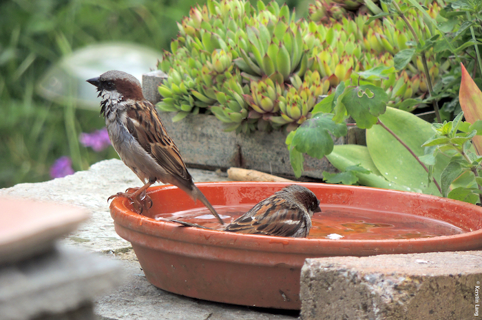 Vögel nehmen erfrischendes Bad in Vogeltränke